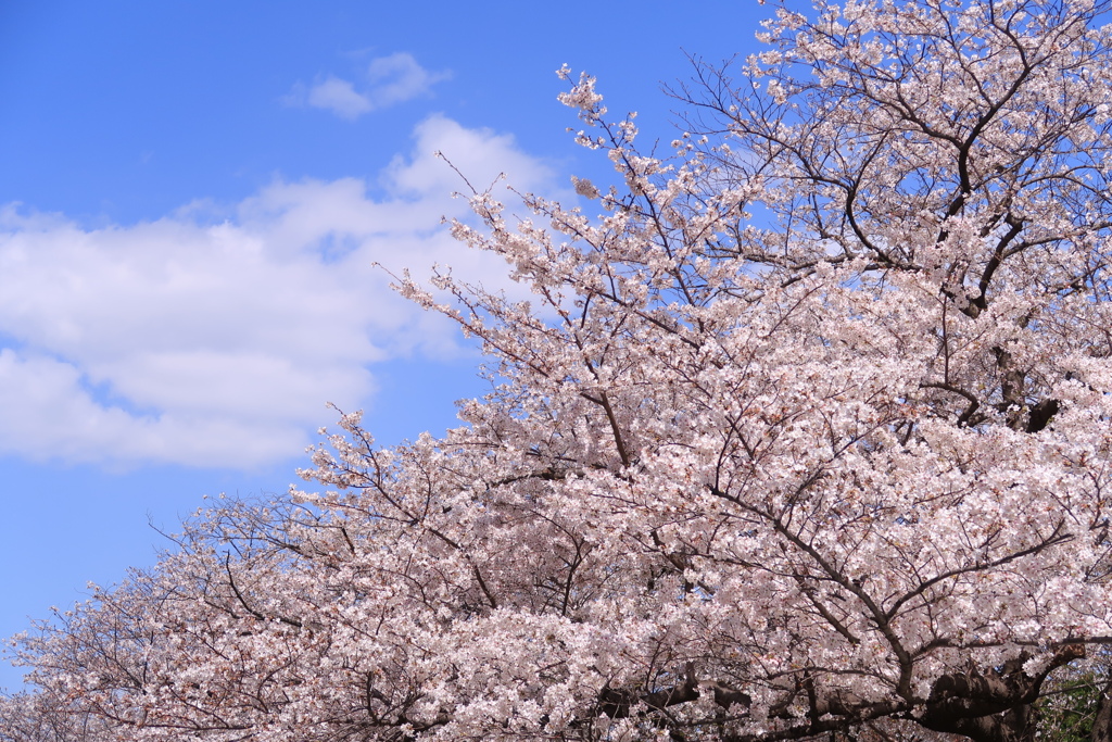 桜に青空