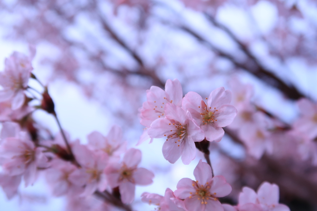 啓翁桜