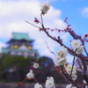 天守に白梅