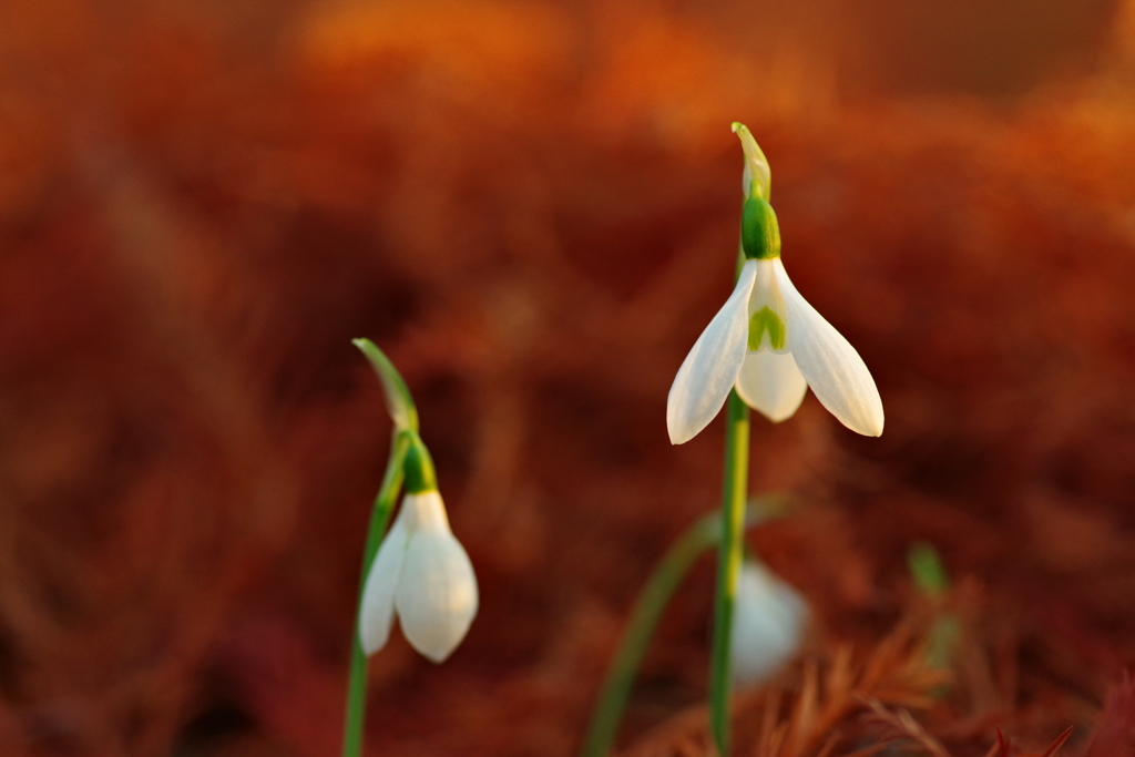 スノードロップ