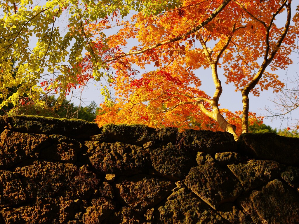 石垣と紅葉