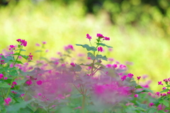 そばの花