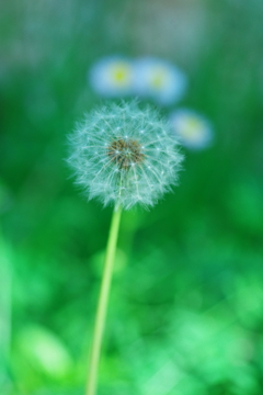 5月の風を待つ