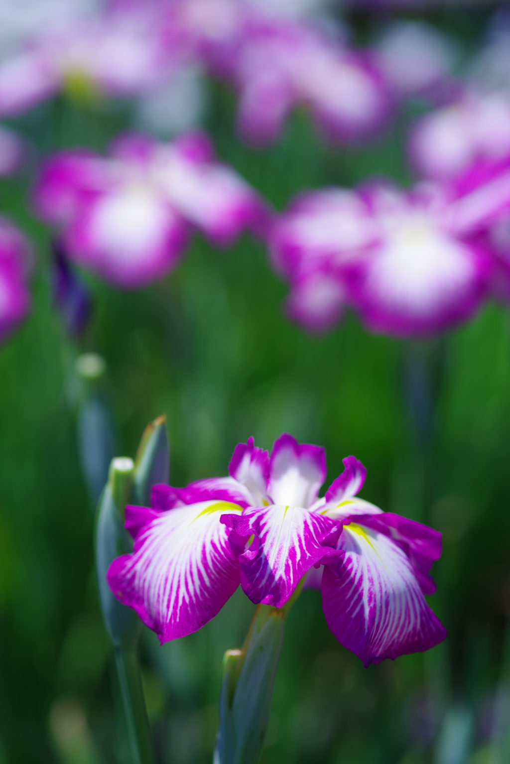 菖蒲