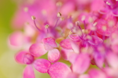 紫陽花Ⅳ