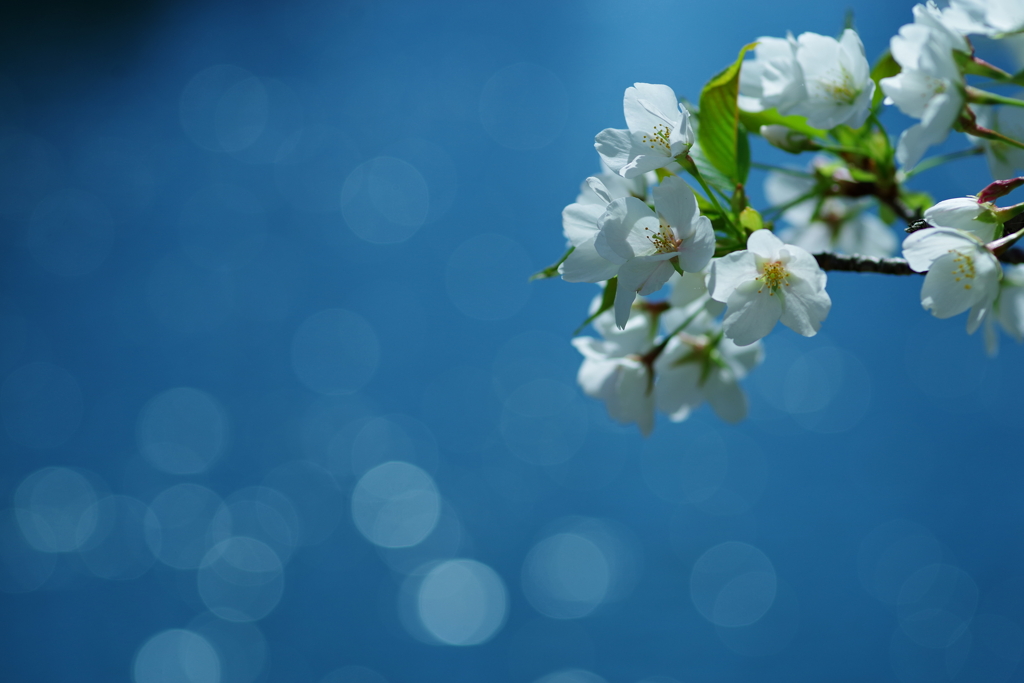 水辺の桜