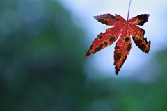 紅の残像