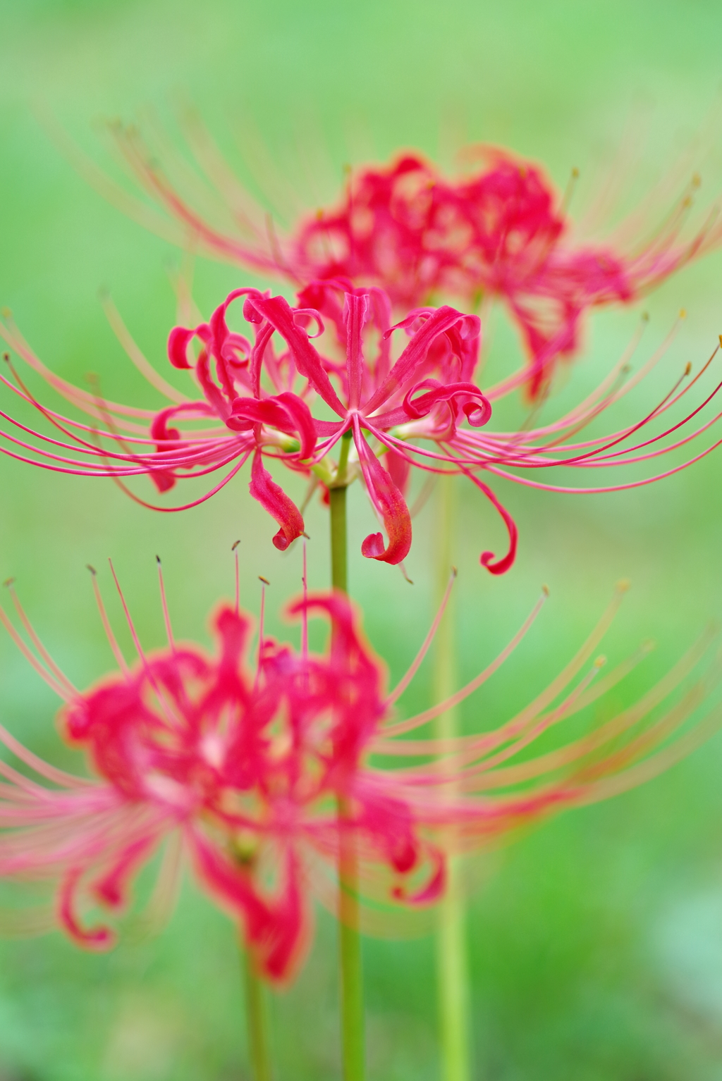 彼岸花