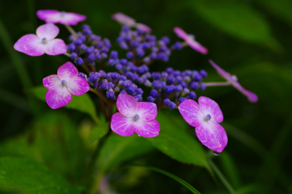 紫陽花Ⅶ