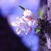 胴吹き桜