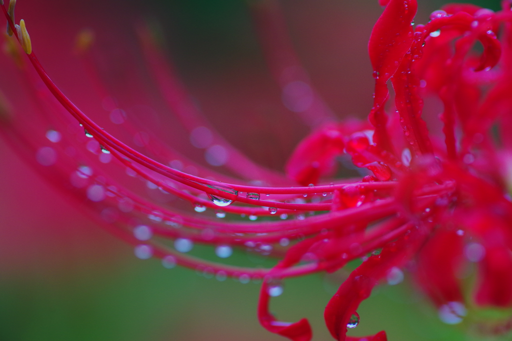 雨雫の彼岸花