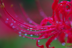 雨雫の彼岸花