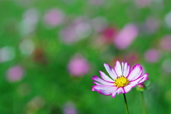 秋桜