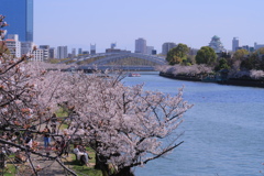 大川−桜景色２−