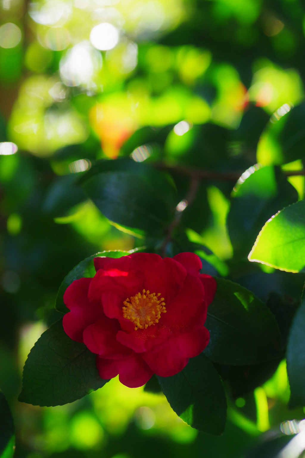 山茶花