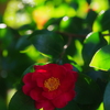 山茶花