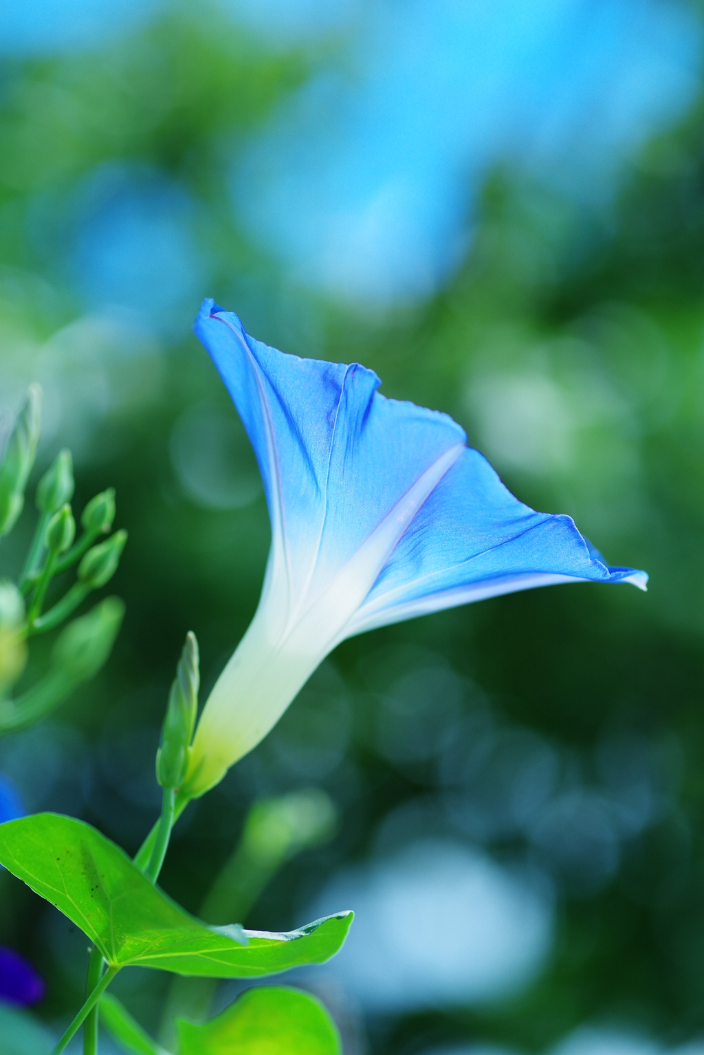 bright blue