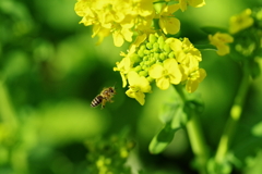 花から花ヘ