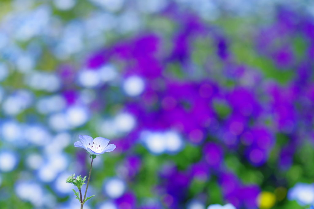 blue ⅹ perple