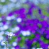 blue ⅹ perple
