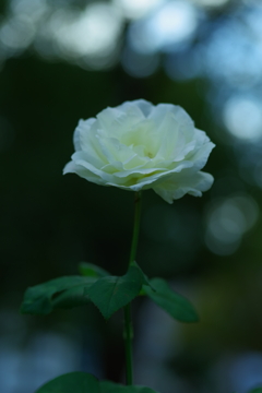 White Rose