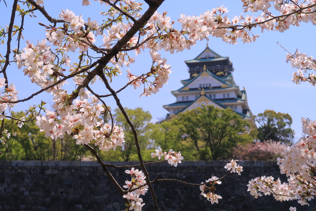 桜に天守を添えて