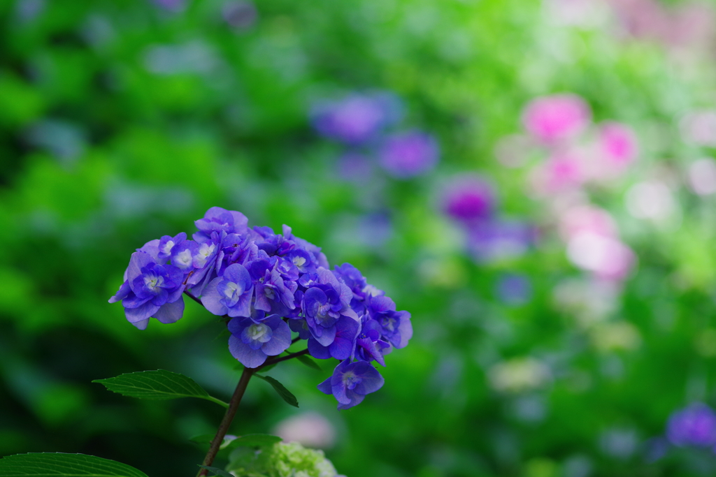 2022 Last Hydrangea