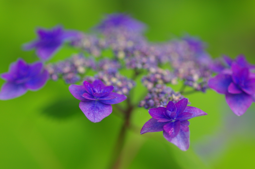 紫陽花