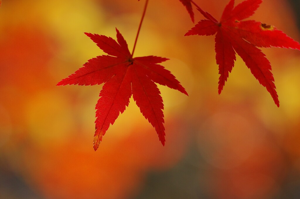 秋紅