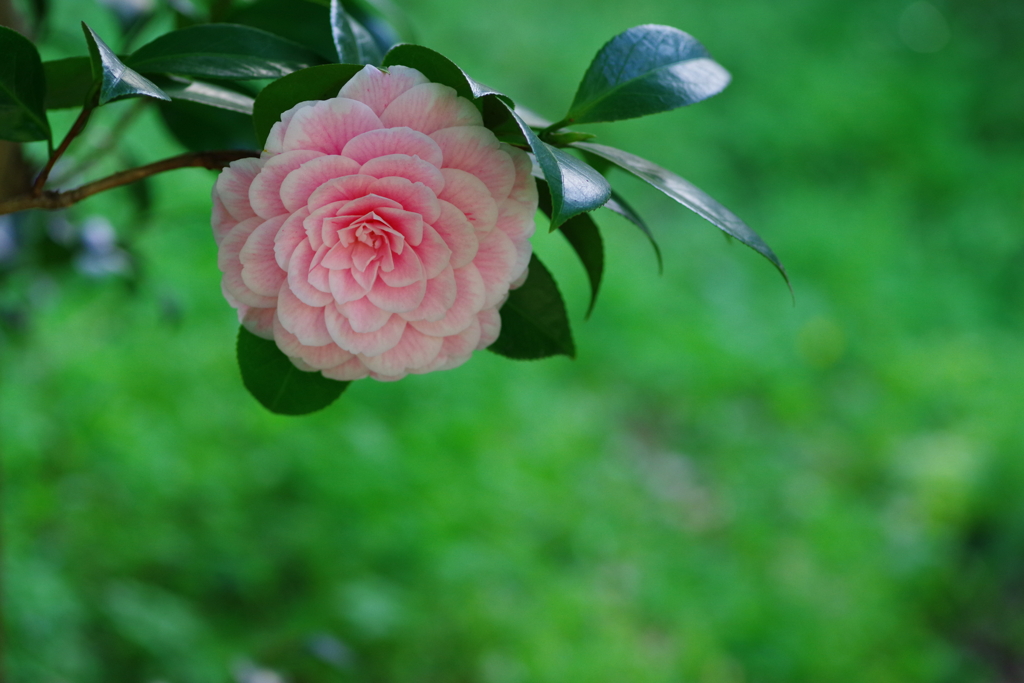 Pink Camellia