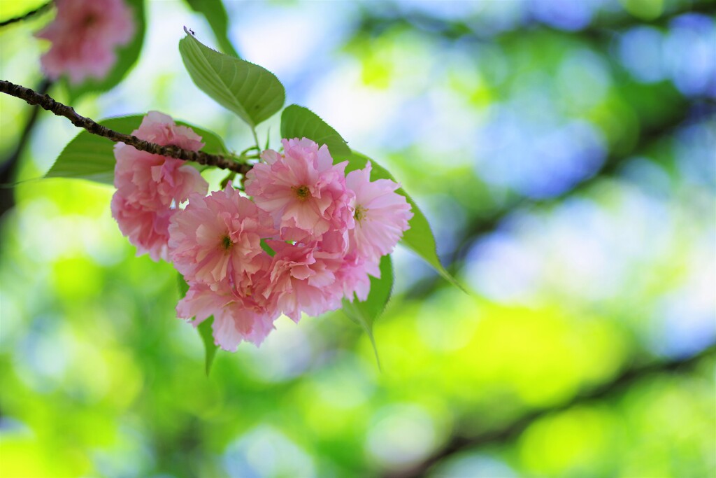 八重桜