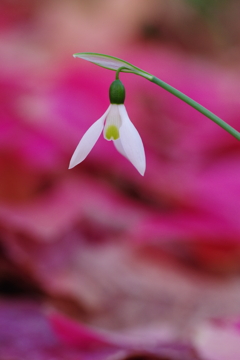 スノードロップ