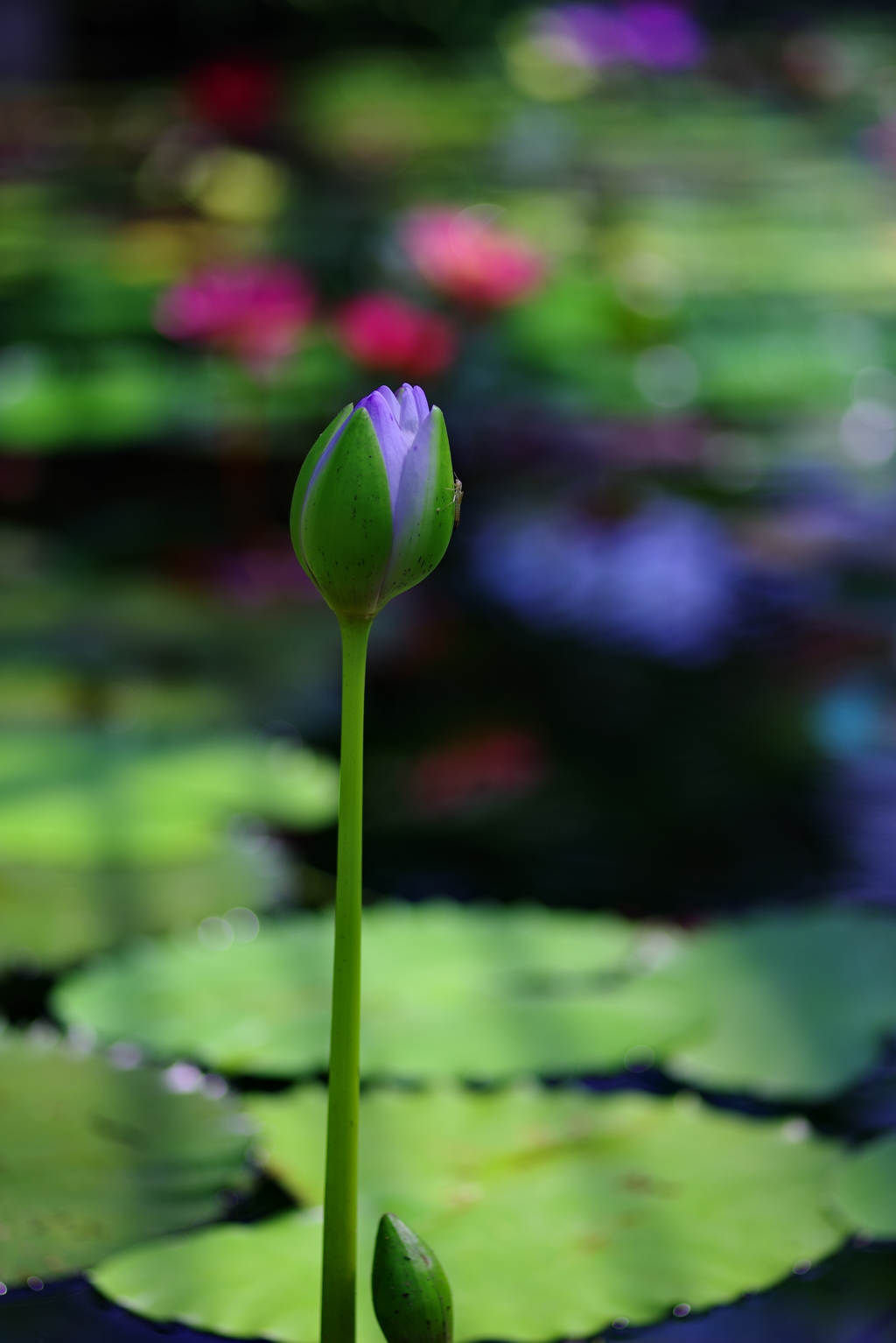 明日輝く