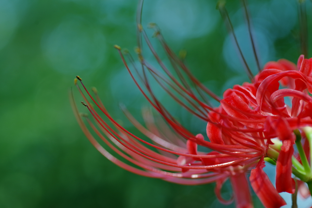 彼岸花