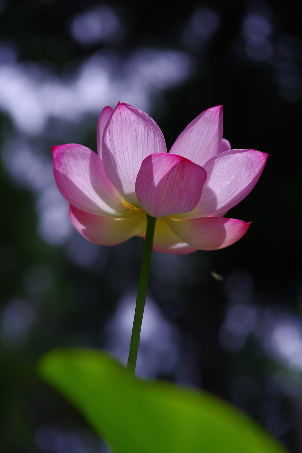 蓮・・・陰陽