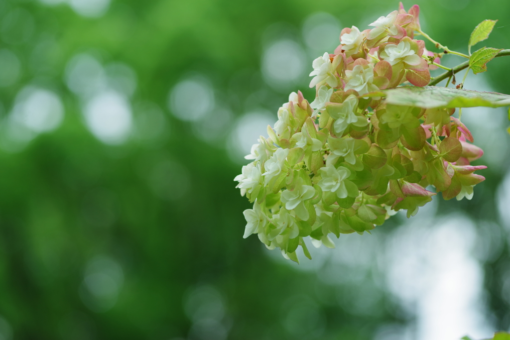 八重柏葉紫陽花
