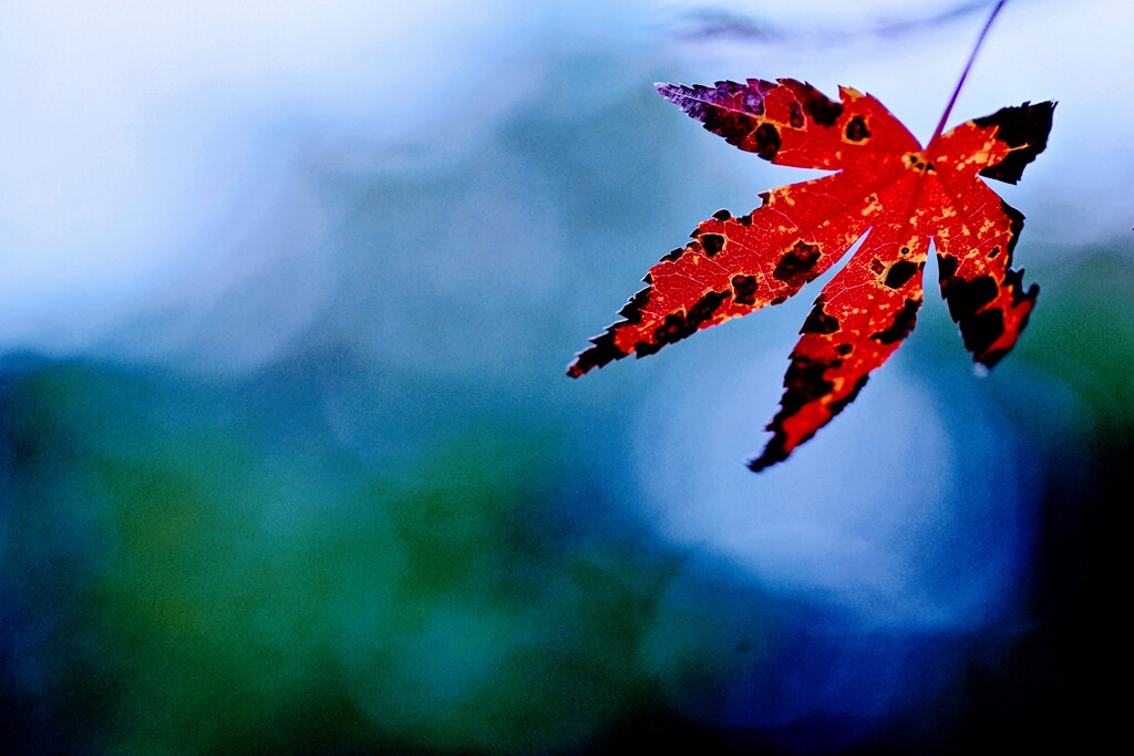翳り紅