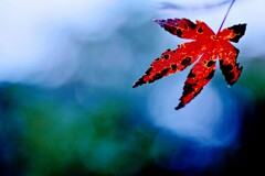 翳り紅