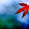 翳り紅