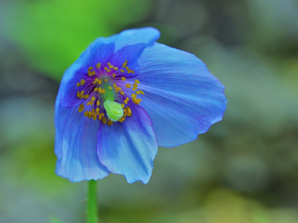 神秘的