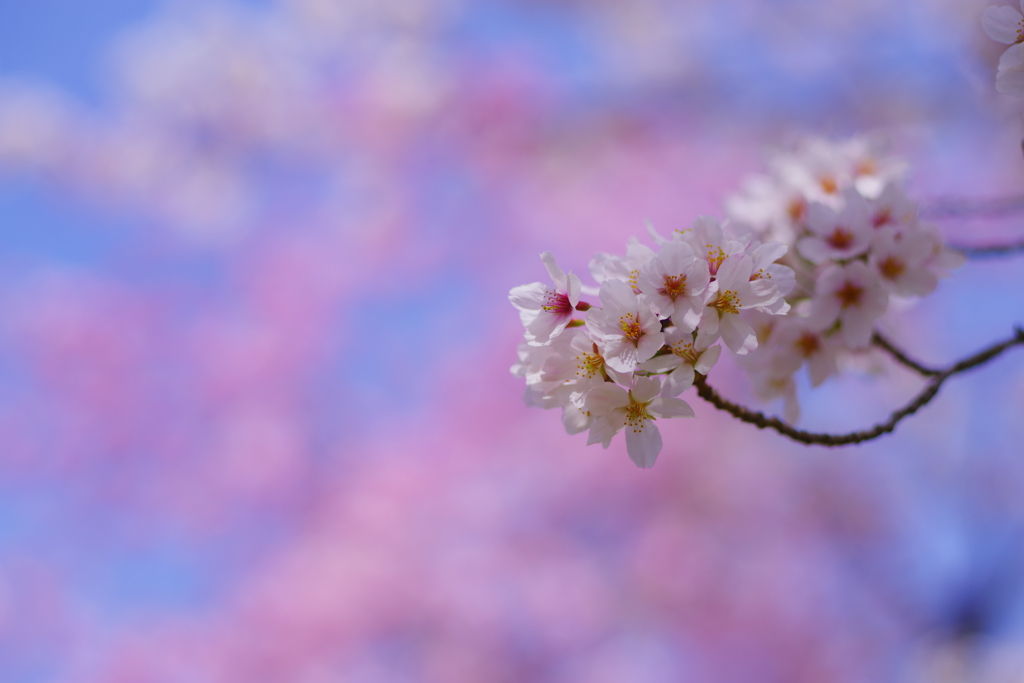 春陽に咲く