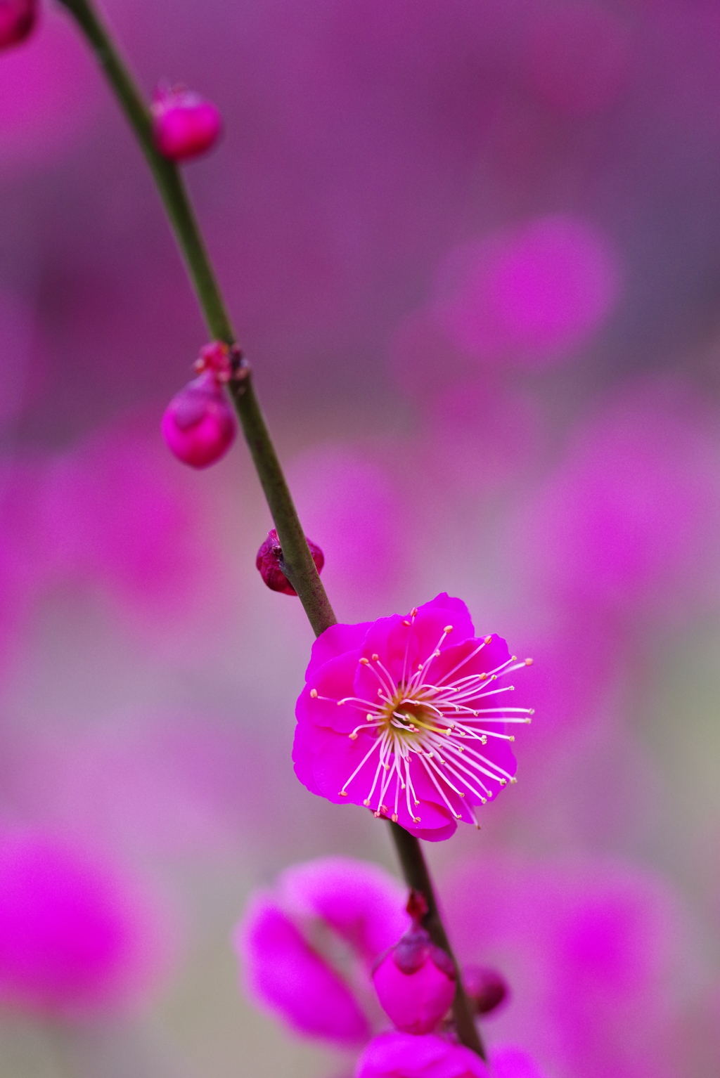 紅梅