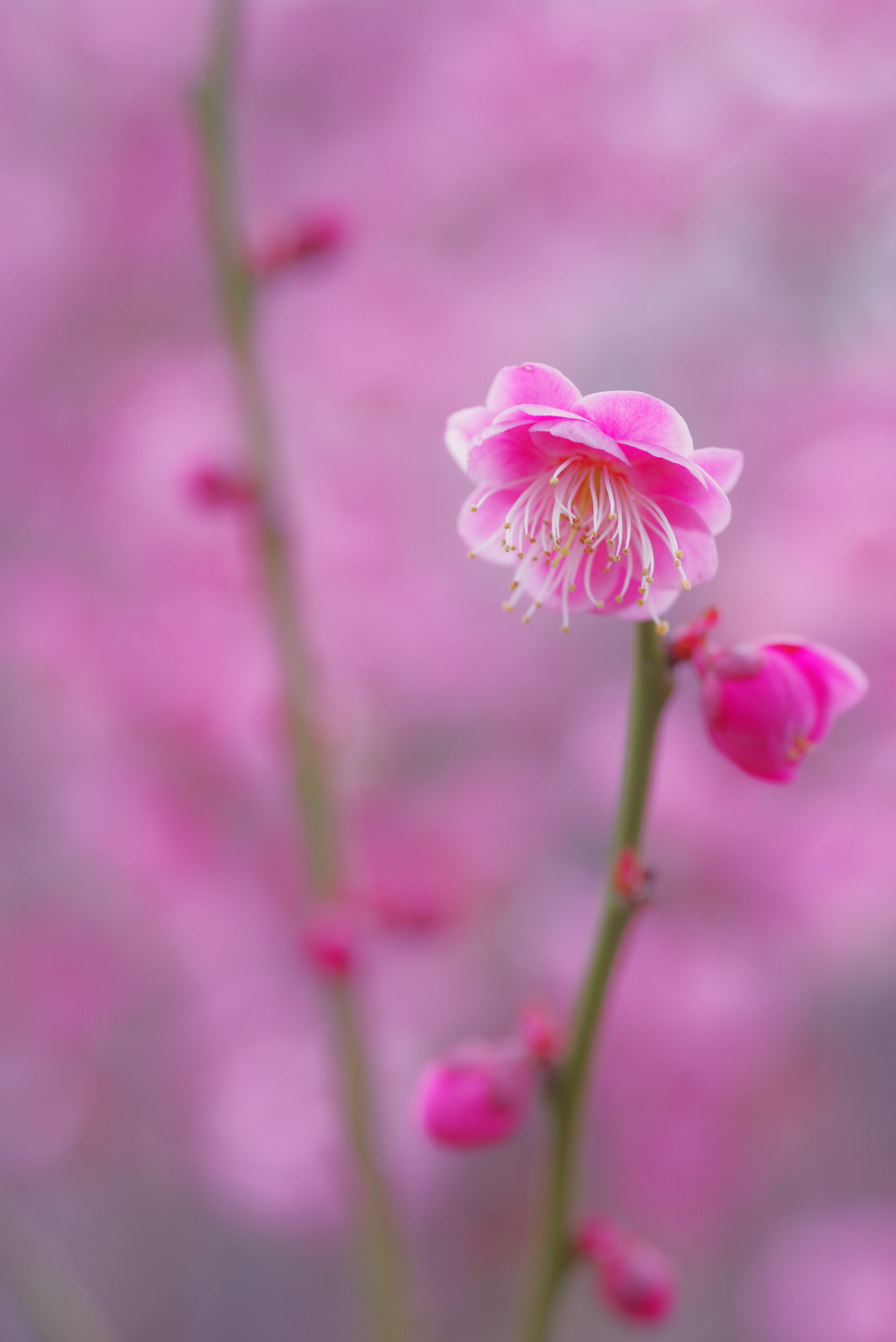 紅梅