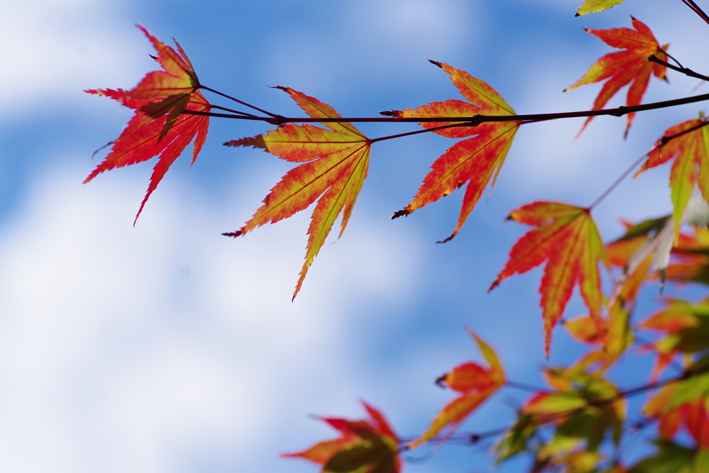 天高く紅肥ゆる秋