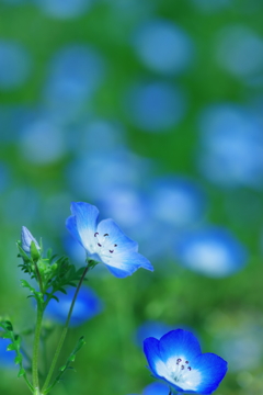 瑠璃唐草