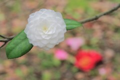 椿