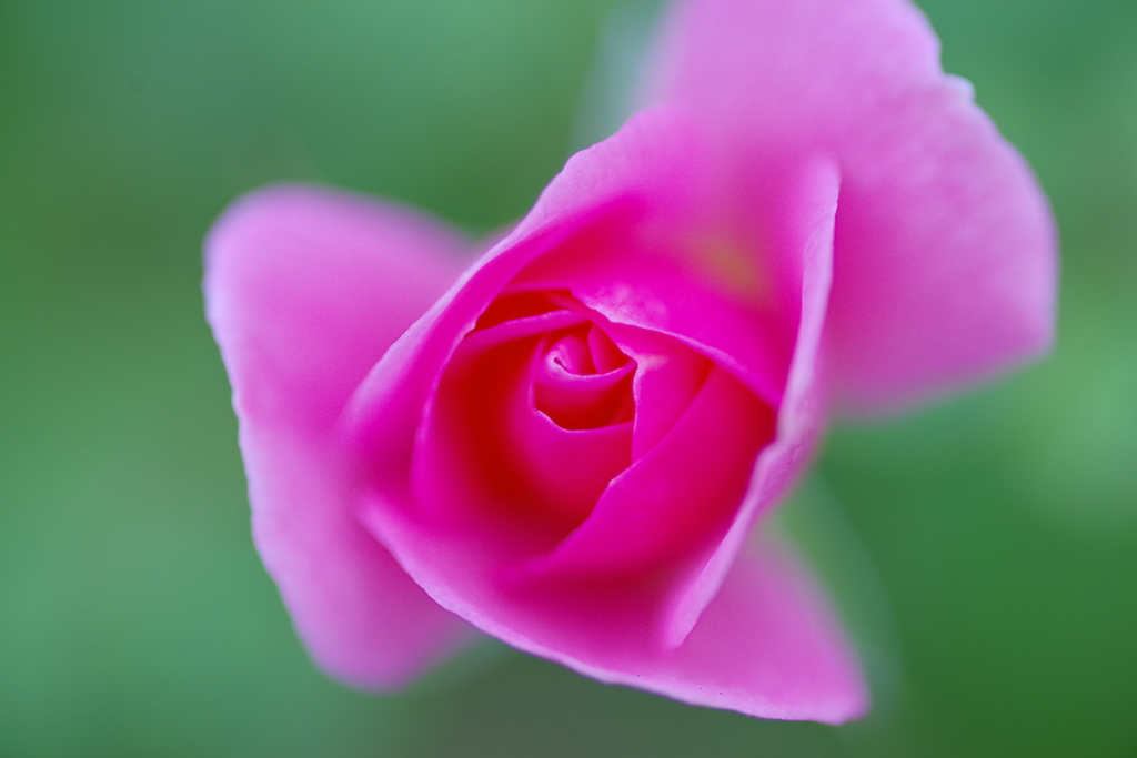 Pink Rose
