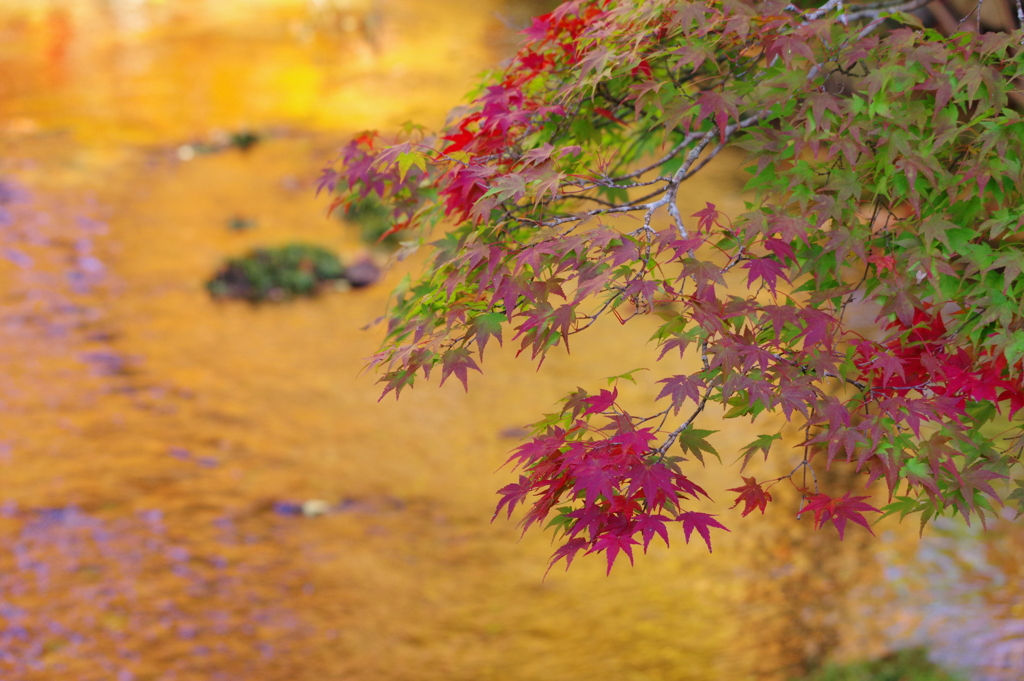 水辺の紅葉