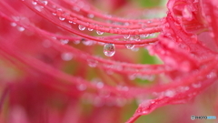 雨上がり