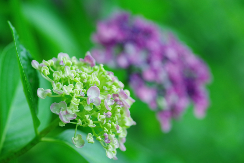 渦紫陽花